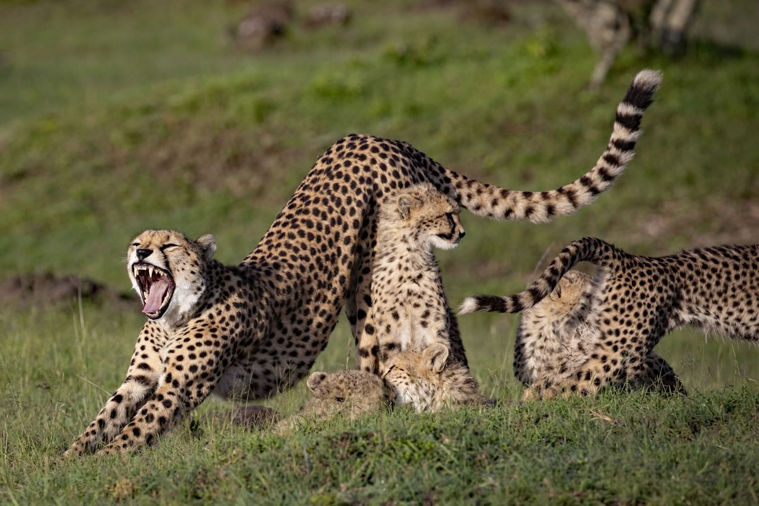 Short Escapes: Kenya