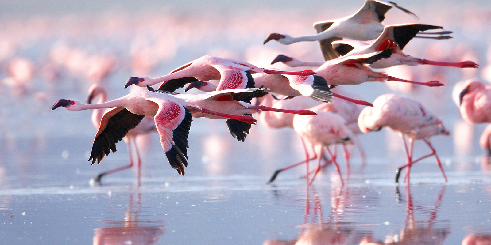 Flamingos in Lake Nakuru